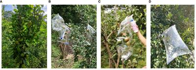 Combination of transcriptomic, biochemical, and physiological analyses reveals sugar metabolism in Camellia drupifera fruit at different developmental stages